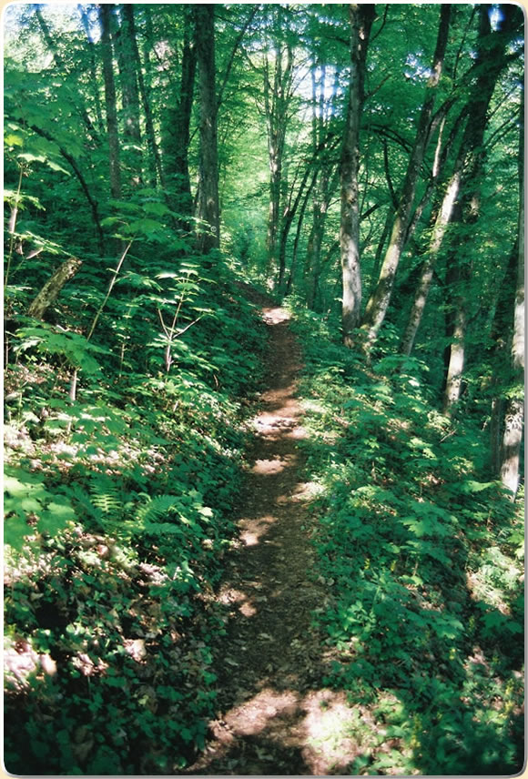 Idyllischer Waldweg.